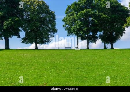 Die ruhige Parklandschaft bietet grünes Gras, hohe Bäume und eine Bank vor blauem Himmel mit flauschigen Wolken Stockfoto