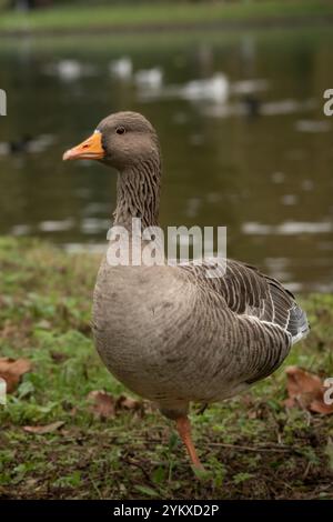 Hüpfende Ente Stockfoto