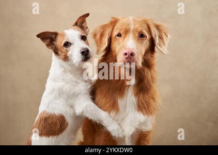 Ein Jack Russell Terrier, der neben einem Nova Scotia Duck Tolling Retriever auf beigefarbenem Hintergrund steht. Die kontrastierenden Pelzfarben und -Posen schaffen eine Stockfoto