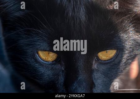 Eine schwarze Katze mit gelben Augen starrt in die Kamera. Die Augen der Katze sind groß und hell, was ihr ein heftiges und intensives Aussehen verleiht. Konzept von curi Stockfoto
