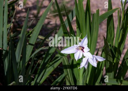 Gladiolus murielae Kelway oder Abessinier Gladiolen schöne weiße und kastanienbraune Blüten im Sommer Stockfoto