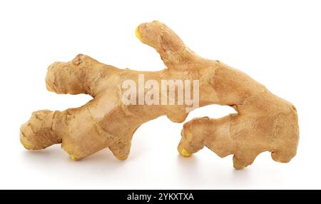 Frische Ingwerwurzel isoliert auf weißem Hintergrund Stockfoto