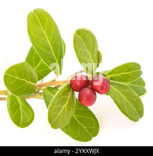 Rote Berglandbeerfrüchte isoliert auf weißem Hintergrund Stockfoto