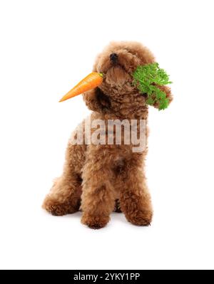 Süßer Maltipoo Hund mit frischer Karotte auf weißem Hintergrund Stockfoto