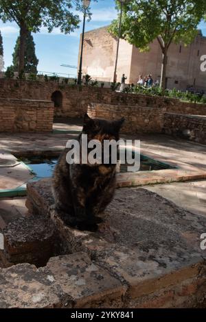 Calico-Katzen sitzen auf den Steinmauern in Granada Alhambra, Spanien. Stockfoto
