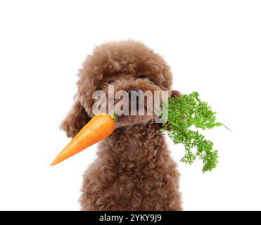 Süßer Maltipoo Hund mit frischer Karotte auf weißem Hintergrund Stockfoto