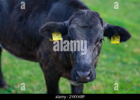 Kuh auf dem Feld. Milchkuh. Kuh auf einer Sommerweide. Rinderherde auf der Weide in den Alpen. Holstein Kühe, Jersey, Angus, Hereford, Charolais, Limousin Stockfoto
