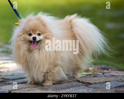 Süßer pommerscher Hund mit kleinen Zweigen im Fell Stockfoto