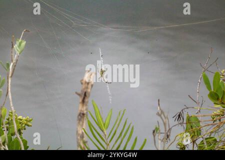 Eine Spinne, die auf ihrem Netz auf Beute wartet Stockfoto