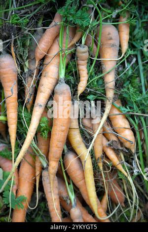 Nahaufnahme von frisch geernteten Bio-Karotten mit grünen Spitzen, die lebendige Farben und natürliche Texturen in einer Gartenumgebung zeigen Stockfoto