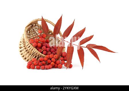 Ein Korbkorb gefüllt mit leuchtenden roten vogelbeeren und üppigen Herbstblättern. Das Bild fängt das Wesen der Herbsternte mit einem sauberen weiß ein Stockfoto