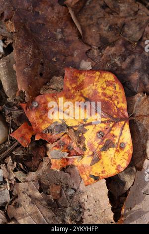 Nach der Herbstsaison wird das Baumblatt auf dem Boden zersetzt Stockfoto