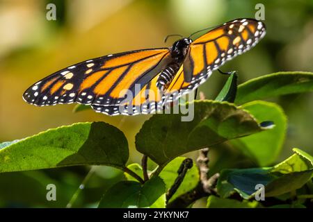 Monarchschmetterling (Danaus plexippus) in Gibbs Gardens im Ball Ground, Georgia. (USA) Stockfoto