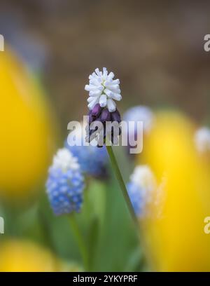 Traubenhyazinthe [ Muscari sp ] zweifarbige Hyazinth Blüte Stockfoto