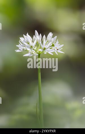 Wilder Knoblauch [ Allium ursinum ] einzelne Blume von wildem Knoblauch, auch bekannt als Ramsons, Kuwleekes, Kuhlachs, Cowleek, Buckrams, breitblättriger Knoblauch, wo Stockfoto