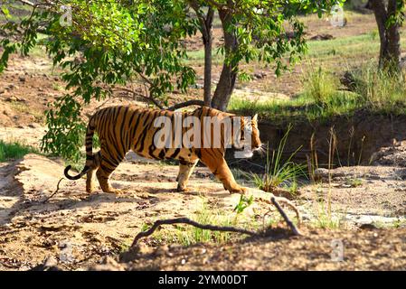 Männlicher Erwachsener Tiger im Satpura Nationalpark, Wildlife Bhopal, Indien Stockfoto