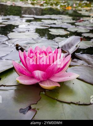 Rosafarbene Seerosenblume [ Nymphaea sp ] auf dem Teich Stockfoto