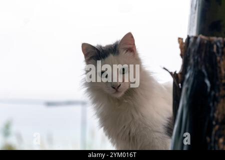 Nahaufnahme einer weißen Katze mit schwarzem Kopf Stockfoto