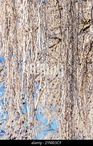 Birkenzweige mit Raureif im Winter Stockfoto