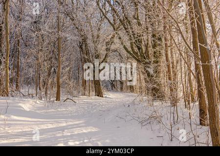 Schneebedeckter Wanderweg in einem Wald ein sonniger Wintertag Stockfoto