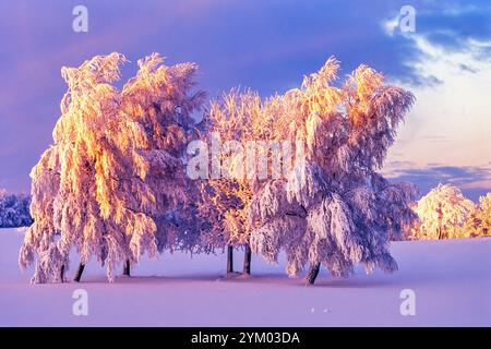Schneebedeckter Birkenhain auf einer Wiese bei schönem Sonnenuntergang Stockfoto