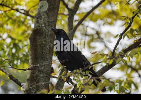 Ein einsamer Rabe greift einen dünnen Baumzweig in seinen kräftigen Krallen und stößt deine Brust aus, indem er seinen Kopf hoch hält, um Kraft zu zeigen. Stockfoto