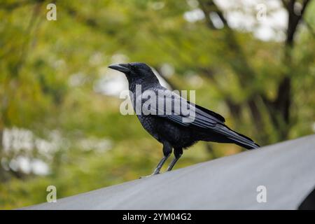 Ein Rabe sitzt auf der abgerundeten Dachfläche und beobachtet Passanten nach vertrauten Gesichtern und kostenlosen Essensgutscheine. Stockfoto