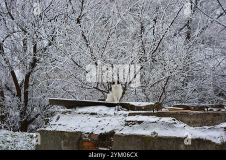 Tiere, Tiere im Winter. Eine schwarz-weiße Straßenkatze wartet auf Nahrung von Passanten auf einer Metallzementkonstruktion unter schneebedeckten Bäumen. Stockfoto