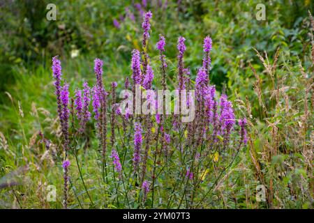 Lila Loosestrife, auch Lythrum salicaria genannt Stockfoto