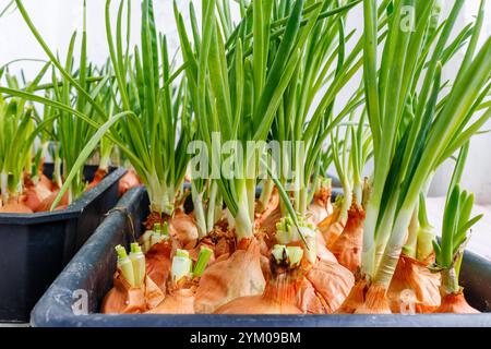 Die Frühlingszwiebeln wachsen in einer Plastikkiste unter natürlichem Licht auf der Fensterbank. Stockfoto