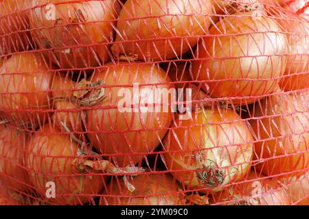 Ein Haufen frischer Zwiebeln, verpackt in roten Netzbeuteln. Vergrößertes Bild der Zwiebellagerung für den Markt oder den Transport. Stockfoto