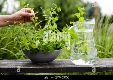 Frische Minzblätter aus dem heimischen Garten. Natürliche Zutat. Minzgeschmack. Bio-Gewürz. Hausgemachtes Kräutergetränk. Zubereitung eines erfrischenden Getränks Stockfoto