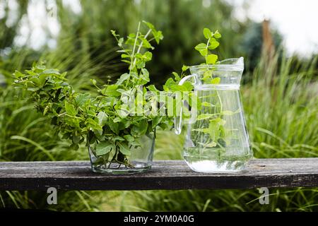 Frische Minzblätter aus dem heimischen Garten. Natürliche Zutat. Minzgeschmack. Bio-Gewürz. Hausgemachtes Kräutergetränk. Zubereitung eines erfrischenden Getränks Stockfoto