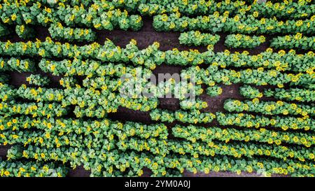 Großes Sonnenblumenfeld mit vielen Sonnenblumen. Luftaufnahme. Stockfoto