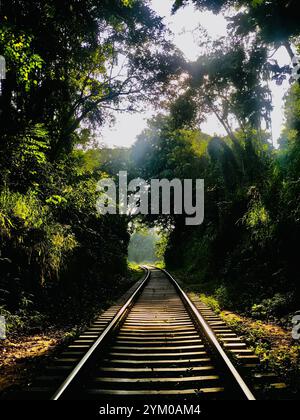 Sonnendurchflutete Eisenbahnstrecke, umgeben von üppigem Grün, führt in einen ruhigen Waldweg Stockfoto