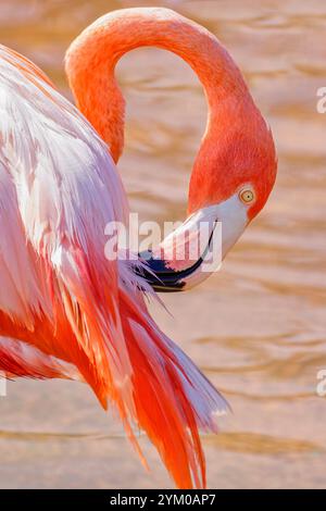Ein karibischer Flamingo putzt seine Federn Stockfoto