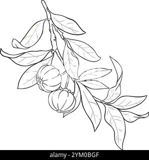 Garcinia Zweig mit Früchten Umrissillustration. Stock Vektor
