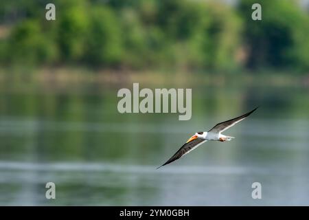 Indische Skimmer oder indische Schere Bill oder Rynchops albicollis fliegen und fliegen mit voller Flügelspanne im natürlichen, landschaftlich schönen Hintergrund indien Stockfoto