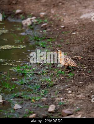 Wilde männliche gemalte Sandhühner oder Pterocles indicus Vogel in der Sommersaison in der Nähe von Wasserloch, um Durst zu löschen oder Trinkwasser auf einer Safari in ranthambore zu trinken Stockfoto