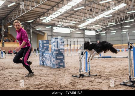 BRESLAU, POLEN - 31. MÄRZ 2019: Der Hund überwindet das Hindernis während des Agilitätswettbewerbs. Stockfoto