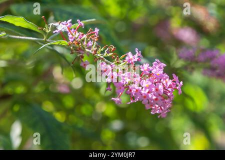 Rosa Blüten von Buddleja davidii, Nahaufnahme. Sommerlila, Schmetterlingsbusch, oranges Auge. Eine Zierpflanze. Stockfoto