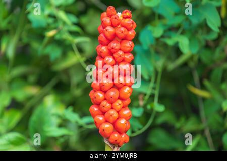 Reife Orangenbeeren von Arum italicum. Italienisches Arum, italienische Herren und Damen. Blühende krautige Staudenpflanze. Stockfoto