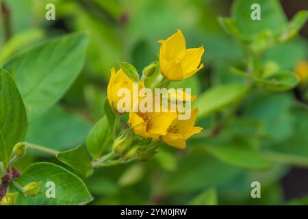 Schöne gelbe Blüten von Lysimachia punctata. Der gepunktete Loosestreit, große gelbe Loosestreit, Kreisblume, gepunktete Loosestreit. Stockfoto