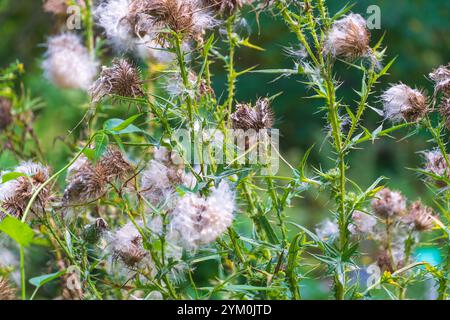 Cirsium vulgare, die Speerdistel, die Bullendistel, die gewöhnliche Mariendistel. Saatkopf. Stockfoto