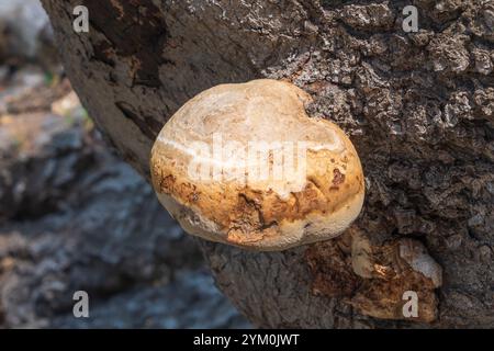 Ein großer, hellbrauner Klappenpilz, der auf einem Baumstamm wächst. Stockfoto