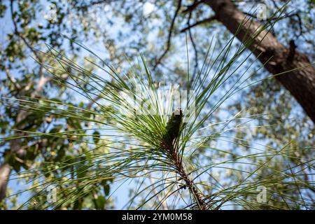 Eine Pinus merkusii (Merkuskiefer oder Sumatrankiefer) Frucht und Blätter im Wald, flacher Fokus. Stockfoto