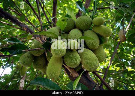 Große und kleine Jackfrüchte, Cempedak (Artocarpus integer am Stamm des Baumes. Stockfoto