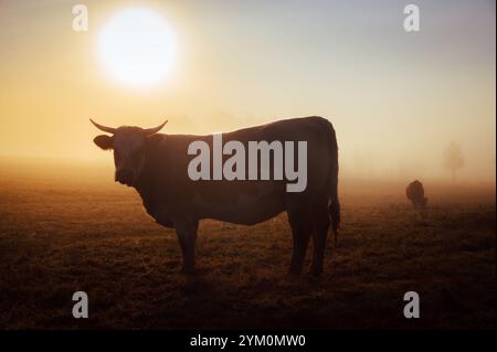Kühe ernähren sich anmutig im Nebel Stockfoto