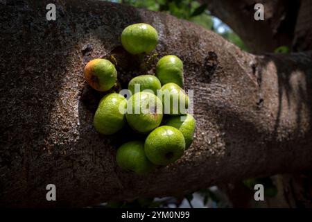 Nahaufnahme der Ficus nota Frucht auf ihrem Baumstamm, eine Art Feigenbaum, der in Yogyakarta, Indonesien, gefunden wurde. Stockfoto