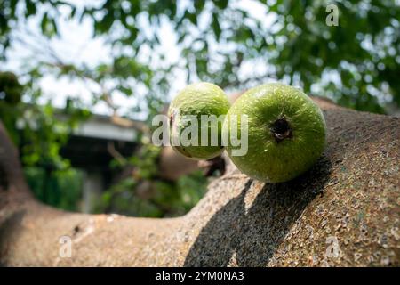 Nahaufnahme der Ficus nota Frucht auf ihrem Baumstamm, eine Art Feigenbaum, der in Yogyakarta, Indonesien, gefunden wurde. Stockfoto